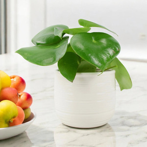Peperomia Polybotrya Raindrop Plant 12cm Pot - Easy Care Houseplant