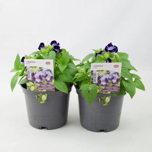 Torenia Blue 2 x 1L Pots - Shade-Loving Summer Flowering Plants