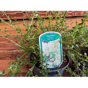 5x Mixed Large Ceanothus Lilac Shrubs in 23L Pots By Direct Plants