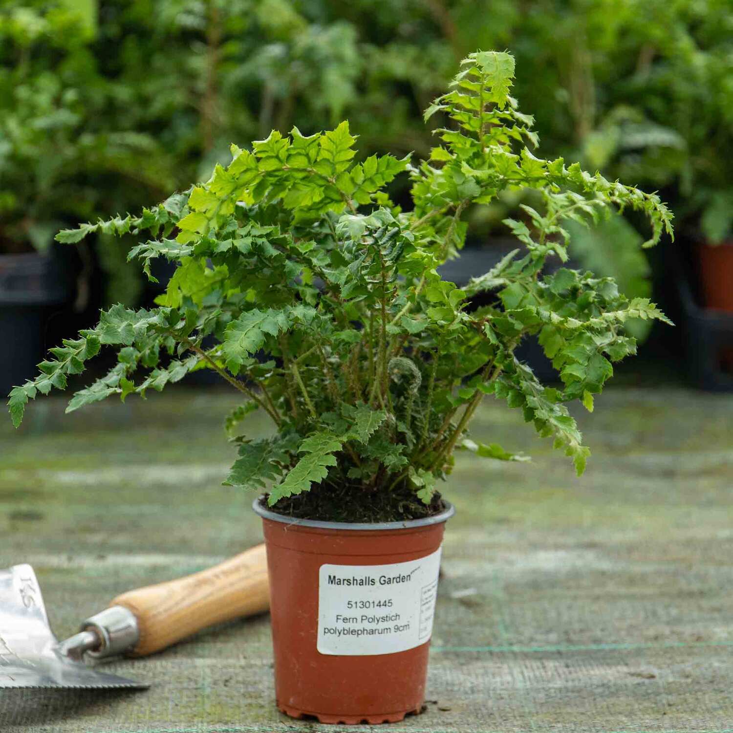 Marshalls Garden Japanese Lace Fern Polystichum polyblepharum Hardy Evergreen Shade Plant 9cm - Green