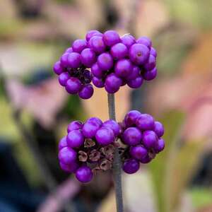 Marshalls Garden Callicarpa Bodinieri 'Profusion' Beautyberry Shrub,