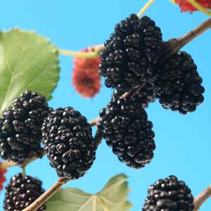 Mulberry 'Mojo Berry'