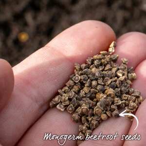 Marshalls Garden Burpees Golden Beetroot Seeds - 100 seeds, ideal for pots and small gardens
