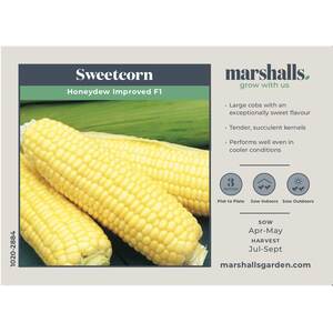Marshalls Garden Sweetcorn 'Honeydew Improved' F1 Seeds - Extra-Tender, Very Sweet (50 seeds)