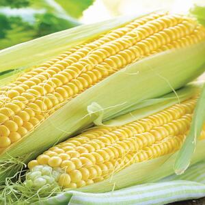 Marshalls Garden Sweetcorn Seeds Rising Sun - Early-maturing Supersweet, Pack of 30