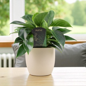 Philodendron White Wave  Elegant Indoor Plant  12cm Pot  Various