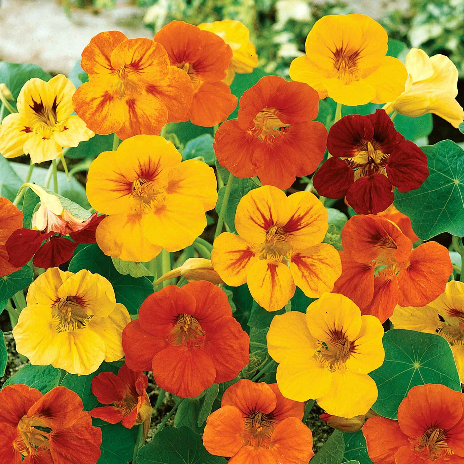 Unwins Nasturtium Seeds 'Maharajah Mix' - Neutral