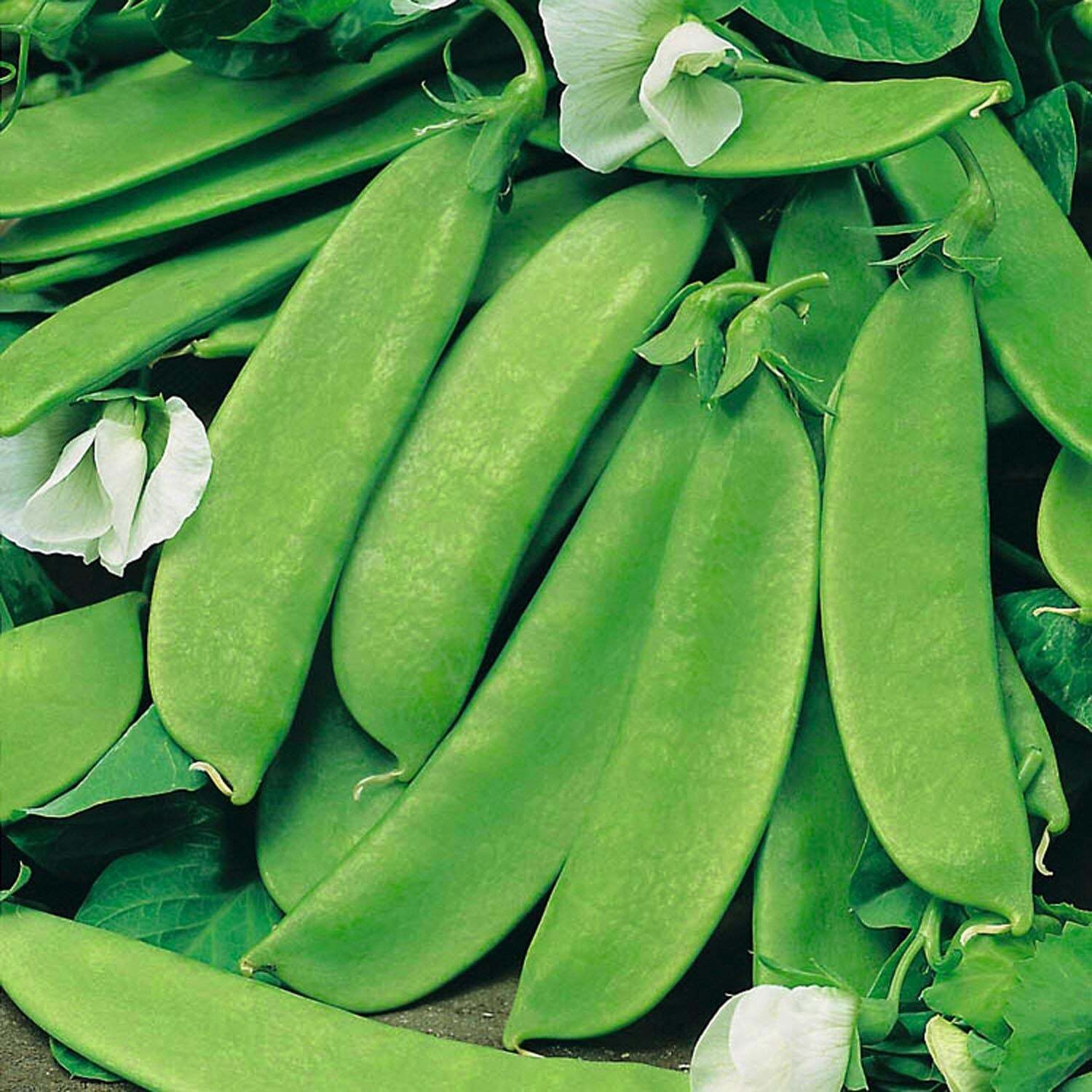 Marshalls Garden Pea Seeds - Oregon Sugar Pod Mangetout - Extra-Large Sweet Pods - Green