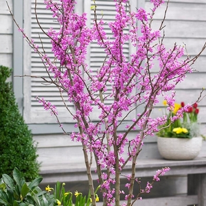 Plant Theory Avondale Chinese Redbud Tree Cercis Canadensis 12L Pot 1.5 - 1.8m