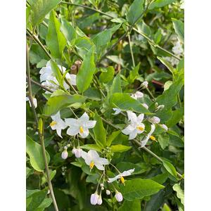 Solanum Jasminoides Alba Climbing Plant 3-4ft