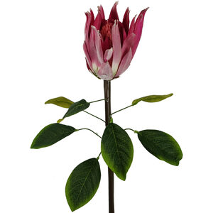 Protea Sugarbush Flower Stem