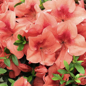 Azalea Japonica Trees multiple colours 2-3ft