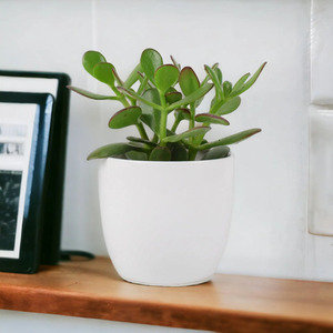 Crassula Money Plant in 12cm Pot - Air Purifying Indoor Succulent