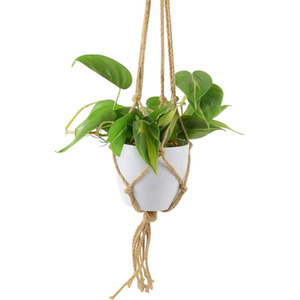 Philodendron Brasil Trailing Houseplant 12cm Pot - Easy Indoor Greenery