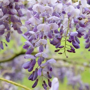 Wisteria Sinensis Amethyst Chinese Wisteria Purple Vine Plant