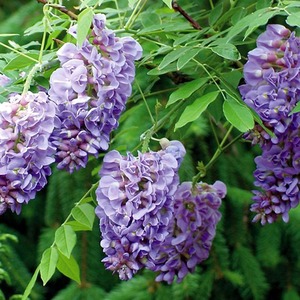 Wisteria Frutescens Amethyst Falls Purple Flowering Vine Plant