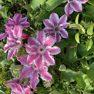 Clematis Souvenir De Capitaine Thuilleaux Plant
