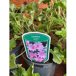 5x Mixed Extra Large Lavatera Flowering Shrubs in 3L Pots By Direct Plants
