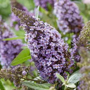 Marshalls Garden Buddleja Plant 'Butterfly Candy Little Sweetheart'