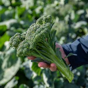 Marshalls Garden Royal Tenderette F1 Stem Broccoli Seeds - 50 Seeds