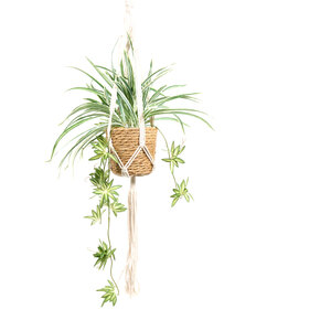 Spider Plant in Water Hyacinth Basket