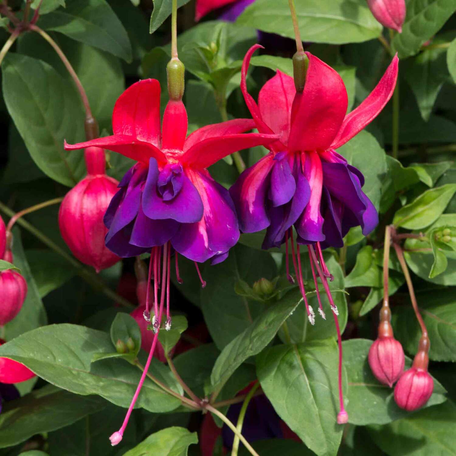 Marshalls Garden Fuchsia 'Southern Belles Voodoo' - Purple / 6.0