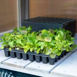 Marshalls Garden 48-Cell Seed Trays Pack of 12