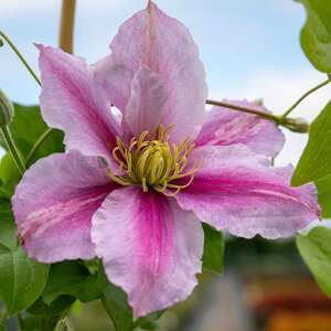 Clematis 'Pilu' 2 Litre plant, hardy mauve climber.