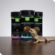 reptile food turtle