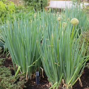 Set of 3 Welsh Onion Allium Fistulosum Herb Garden Plant 9cm Pot