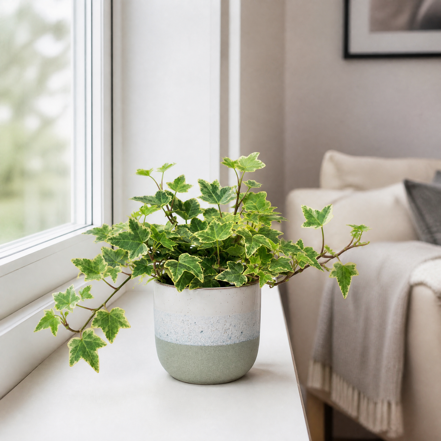 Plants By Post Hedera Variegated Ivy E - Grey Stoneware