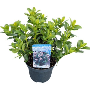 Agapanthus Blue 13cm - Blue