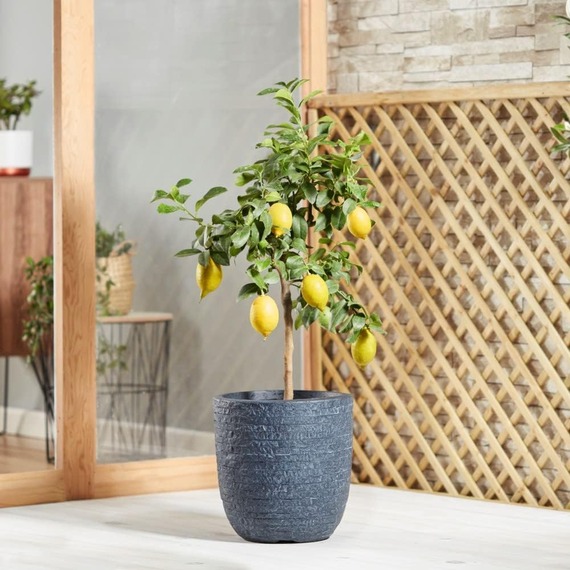 Lemon Citrus Fruit Tree