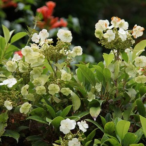 Hydrangea Seemannii Flowering Vine Climbing Plant