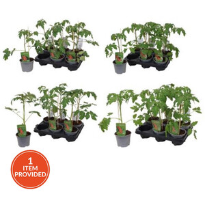 Fragaria Strawberry Plant - 40cm / Early Mix