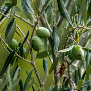 Mini Olive Bush Mediterranean Evergreen Patio Shrub