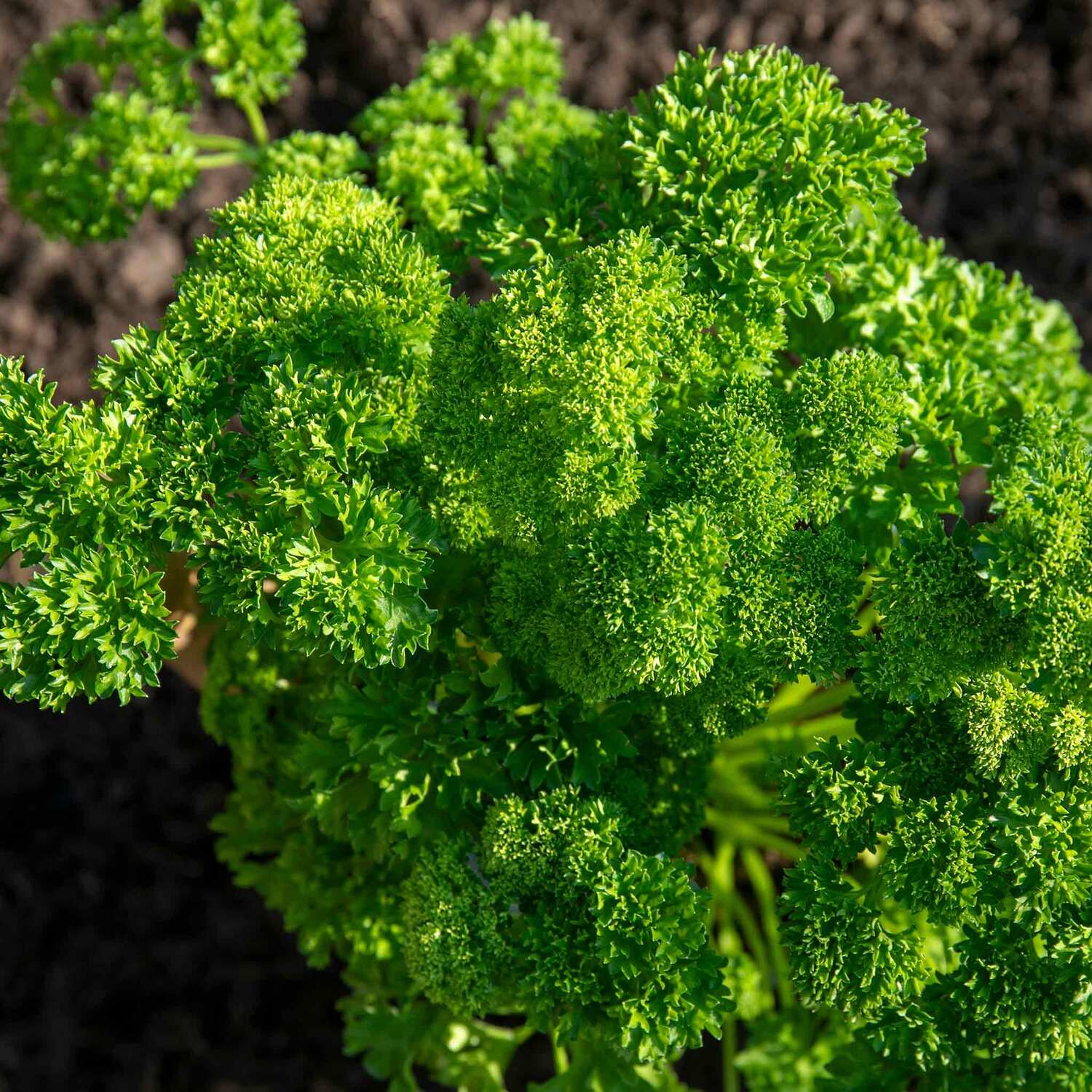 Marshalls Garden Cauliflower Seeds Speed Star - Early-maturing, Compact White Curds - Green