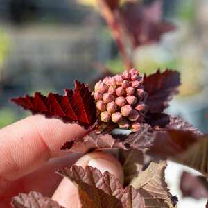 Physocarpus 'Lady in Red' Shrub Red Foliage Pink Flowers 1.5m 9cm Plant