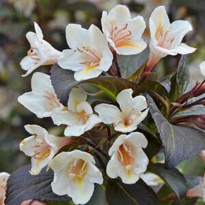 Weigela 'Ebony and Ivory' - compact flowering shrub