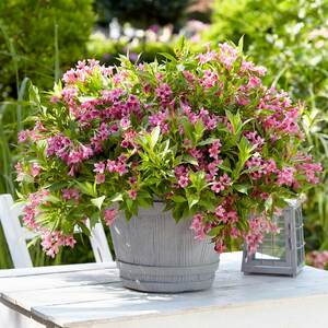 Marshalls Garden Weigela 'Picobella Rosa'