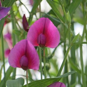 Marshalls Garden Lathyrus tingitanus 'Royal Purple' Sweet Pea Seeds - Annual Climbing, 21 Seeds