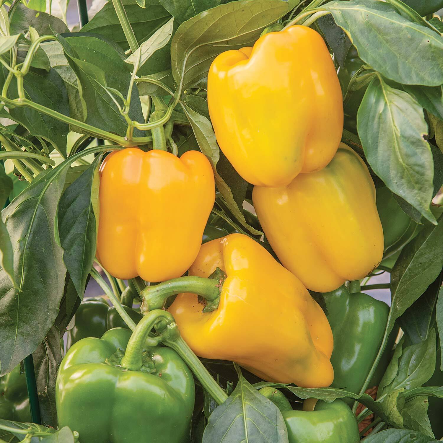 Marshalls Garden Yellow Perfection Tomato Seeds - Early Cordon, RHS AGM, 80 seeds - Red