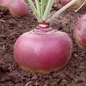 Marshalls Garden Tweed F1 Swede Seeds - Clubroot-Resistant Hybrid, 100 Seeds