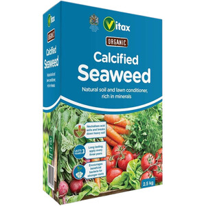 Calcified Seaweed