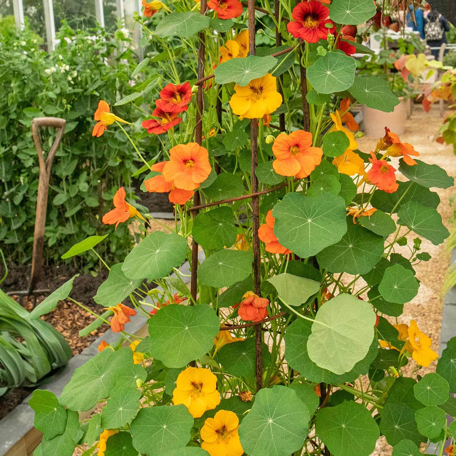 Unwins Nasturtium Seeds - Whirlybird Mix - Green