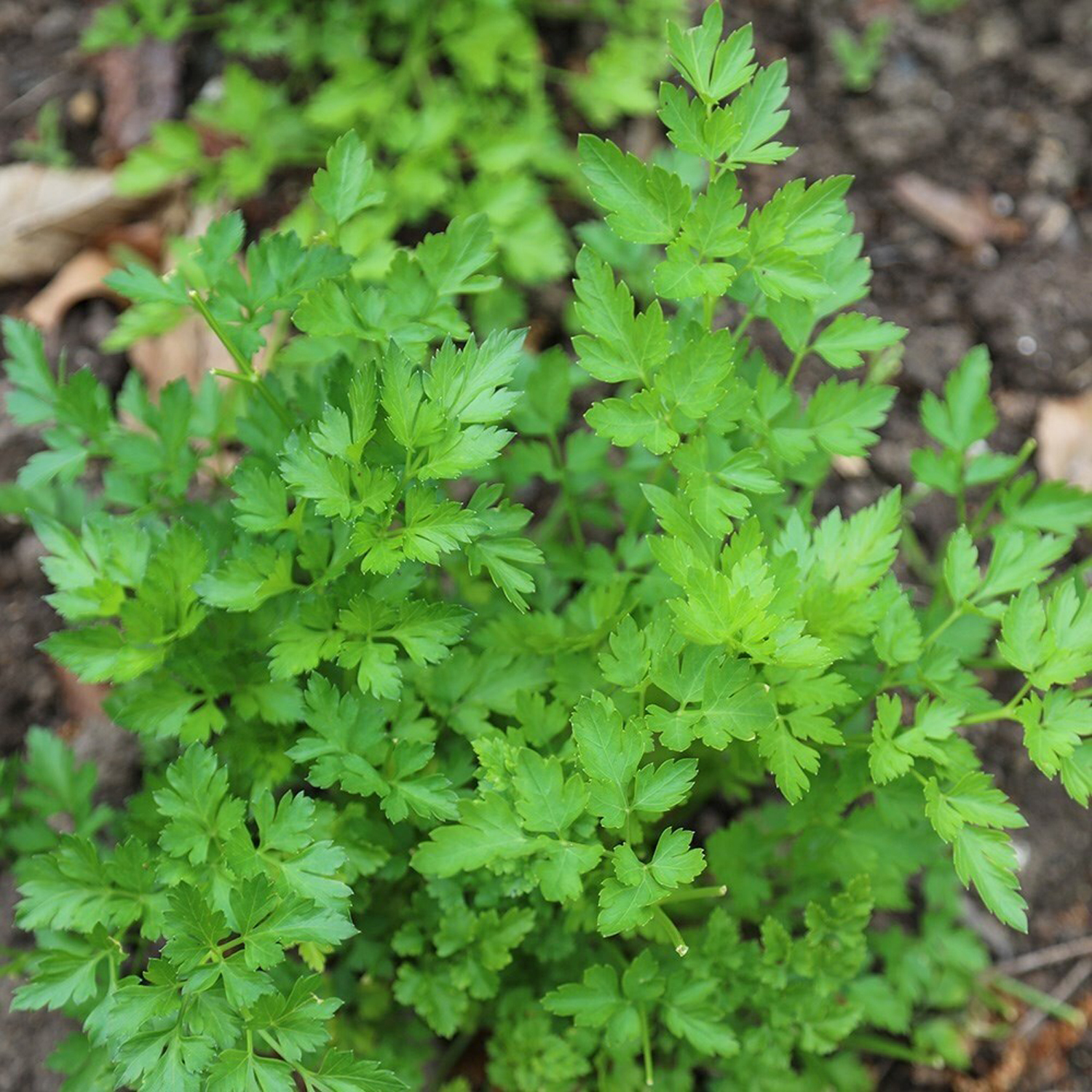 Primrose Parsley Italian Giant Petroselinum Crispum Neapolitanum 9Cm Pot Herb Garden Plant - Green / 1