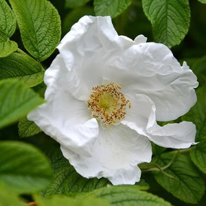 Plant Theory Rugosa Alba White Japanese Hedging Rose Yellow White Flowers 4L Pot