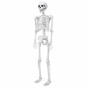 Halloween Skeleton Life Size Scary 185cm Poseable Joints ABS White