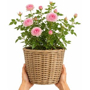 Plants By Post 5L Happy Retirement Pink Rose Bush
