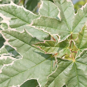 Plant Theory Drummondii Norway Maple Tree Acer Platanoides 12L Pot 1.5 - 1.8m
